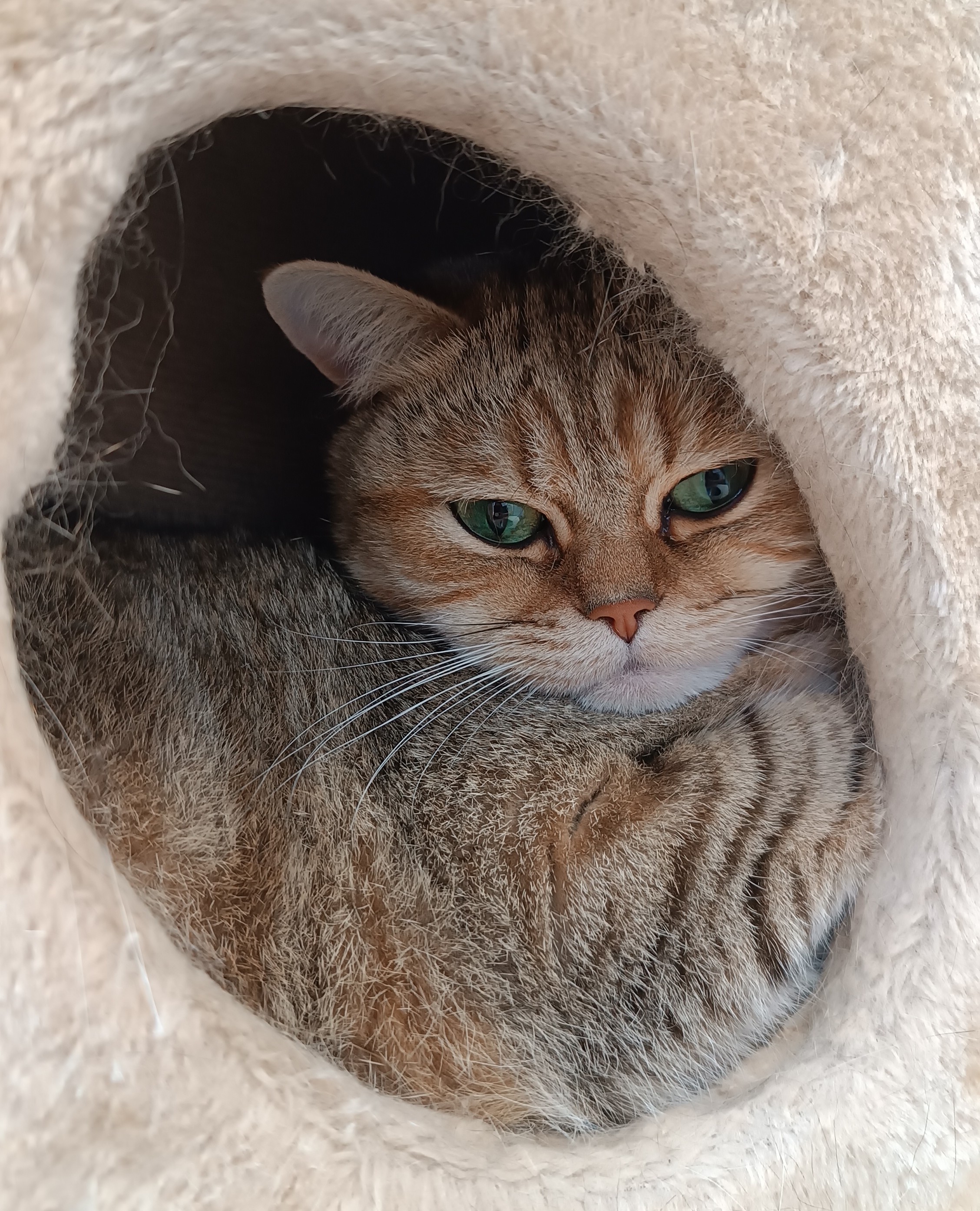 Tyson.jpg